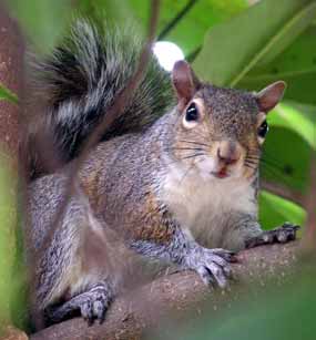 Starostliv� veve�� m�ma (11 kB)