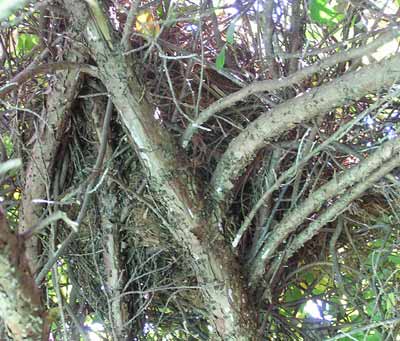 Hn�zdo veverky nad jez�rkem (31 kB)