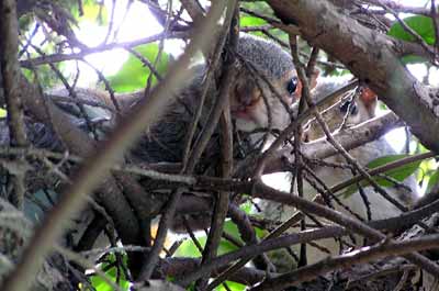 Mlad� veverky mne zv�dav� pozoruj� (18 kB)