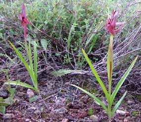 Celkov� pohled na orchideje (19 kB)