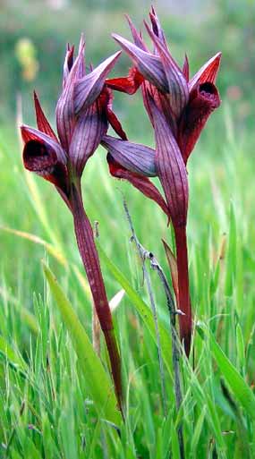 Rostliny t�chto orchidej� v tr�v� (21 kB)