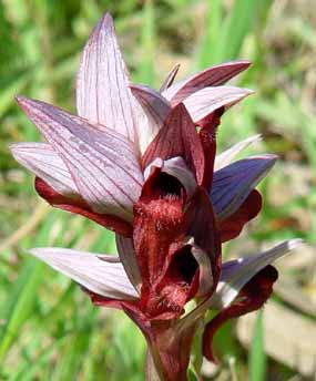 Pohled na kv�ty orchideje (13 kB)