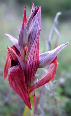 Kv�t orchideje zbl�zka (19 kB)