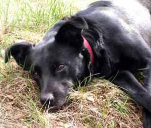 Indy odpo��v� v tr�v� (13 kB)