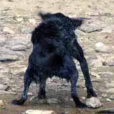 Indy po plav�n� zbavuje sv�j ko�ich vody (9 kB)