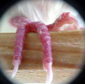 Dr�pky jsem zaryla v�dy jen tak, abych neubl�ila (6 kB)