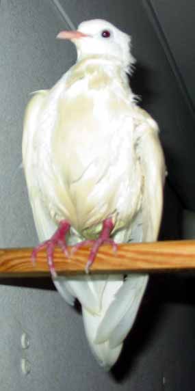 Pr�v� se su��m po koupeli (10 kB)