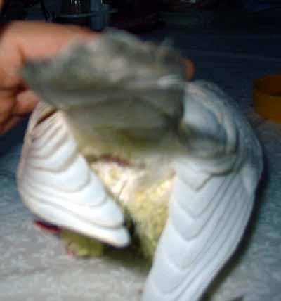 Byl to p��jemn� pocit - kdy� m� n�kdo hladil po t�l��ku (10 kB)