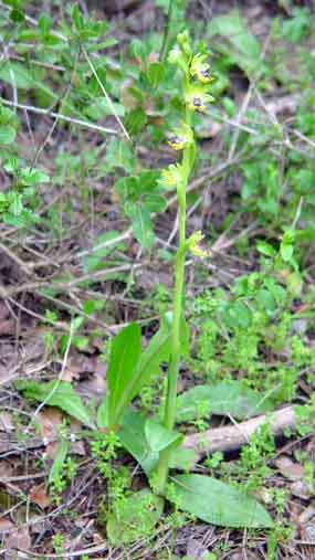 Celkov� pohled na orchidej (20 kB)