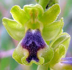 Detailn� z�b�r kv�tu (10 kB)