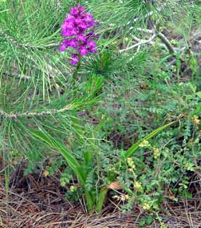 Cel� rostlinka pod borovic� (24 kB)