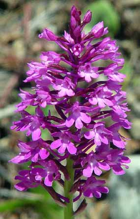 Kv�tenstv� tvar tvar pyramidy nezap�e (20 kB)