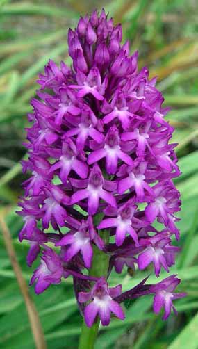 Jednou jsou kv�ty barevn� bled��... (20 kB)