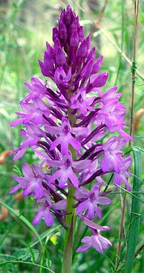 ... a jindy zase syt�j�� (26 kB)