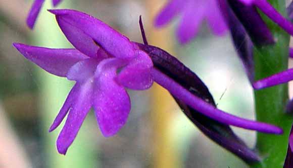 Pohled na kv�t ze strany (15 kB)