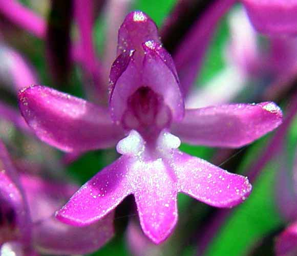 Detailn� z�b�r kv�tu (22 kB)