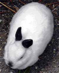 Kr�li�� sami�ka FIL�PKA (7 kB)