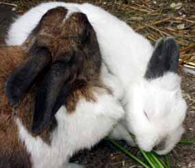 Fil�pka a Jirka (9 kB)