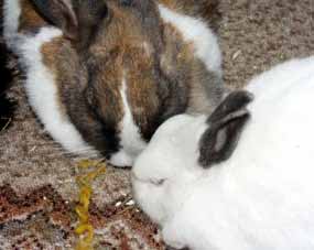 Fil�pka a Jirka (8 kB)