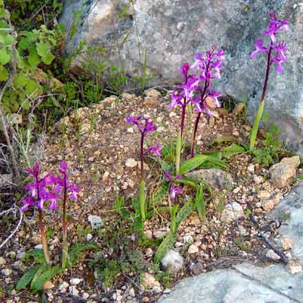 Pohled na skupinku orchidej� (32 kB)