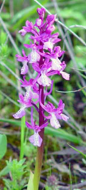 Z�b�r bohat�ho kv�tenstv� (18 kB)