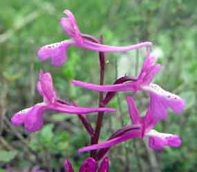 Skupinka kv�t� na rostlin� (7 kB)