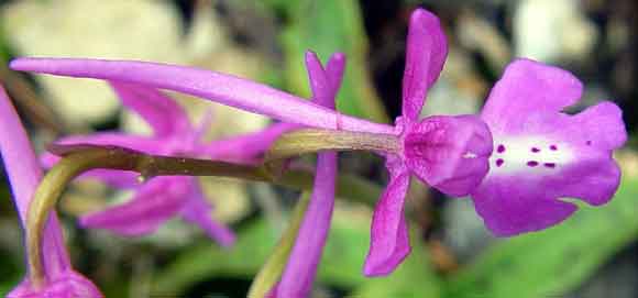 Pohled na kv�t orchideje shora (11 kB)