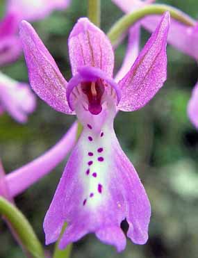 Detailn� pohled na kv�t orchideje (12 kB)