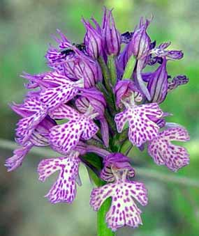 V�t�inou vypad� kv�tenstv� takto (15 kB)