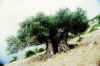 Mt. Aetos and ancient olive tree.