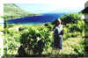 wineyard above Polis bay Ithaca