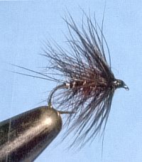 Bibio variant (hen hackle)