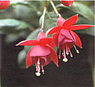 Fuchsie