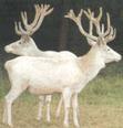 Popis: Párek bílých jelenů