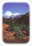 Krkonoe