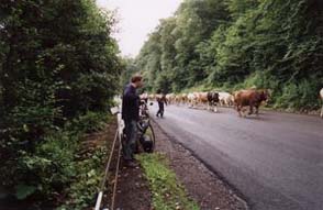 Stdo krav na silnici.