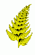 Fern Leaf